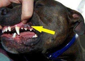 papilloma oral in dogs